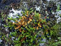 Beeren leuchten aus dem Grün am Boden